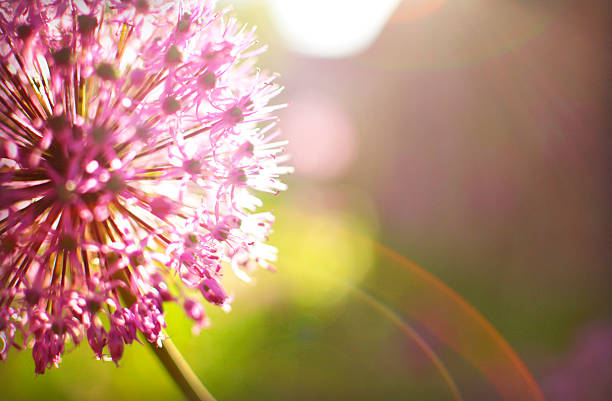 Fioletowy Kwiat na łące w lato. – zdjęcie