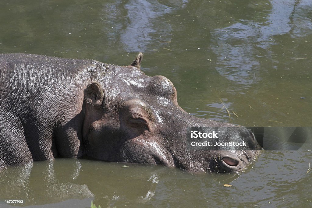 Hippopotamus amphibius Hippo - Zbiór zdjęć royalty-free (Bodziec)