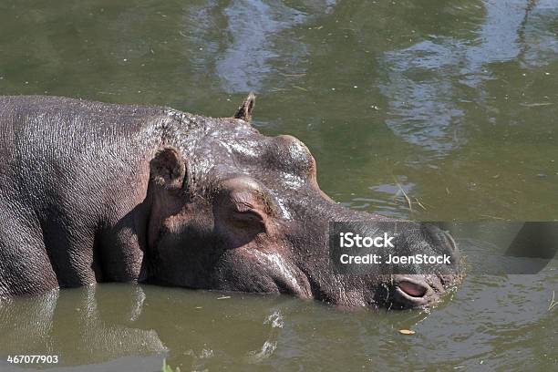 Hippopotamus Amphibius Hippo - zdjęcia stockowe i więcej obrazów Bodziec - Bodziec, Chodzić po wodzie - Położenie, Część ciała zwierzęcia