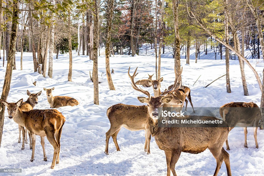 Deer herd White-tailed deers in the snow Herd Stock Photo