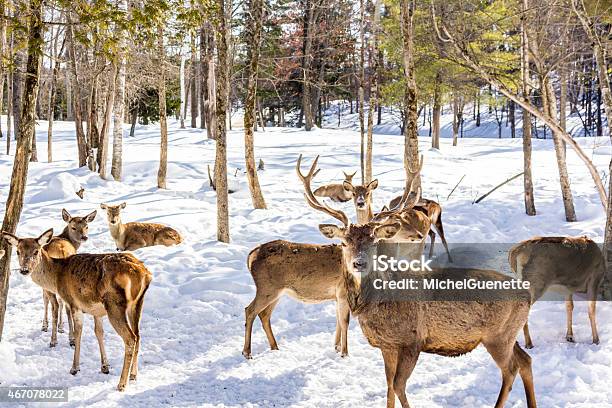 Deer Herd Stock Photo - Download Image Now - Herd, Elk, Herding