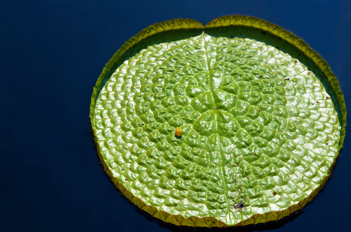 Leaf of a lotus in a pond on a rainy day in a park in Medan which is the main city on Sumatra the large Indonesian island