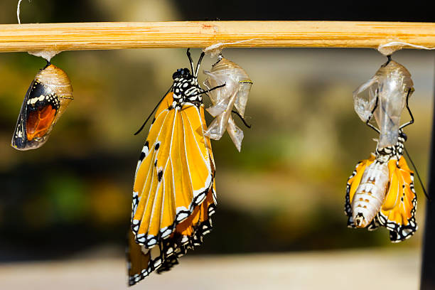 istock New born Plain tiger butterfly and mature pupa 467078593