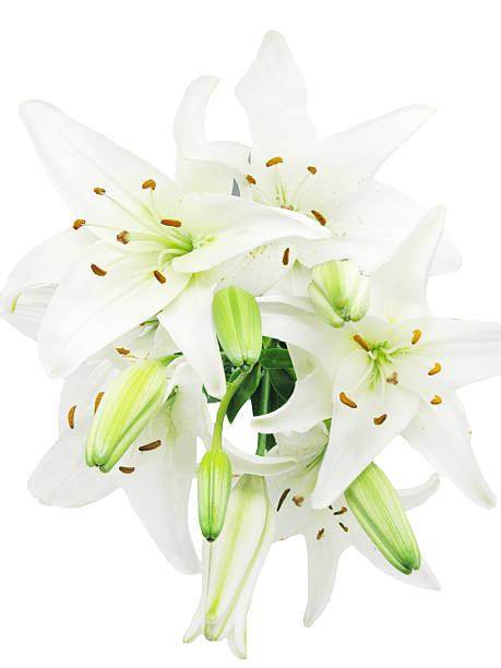 istock bouquet of white lilies flowers 467078687