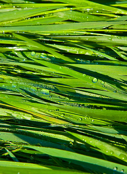 istock Green wheat grass with dewdrops in the morning 467078723