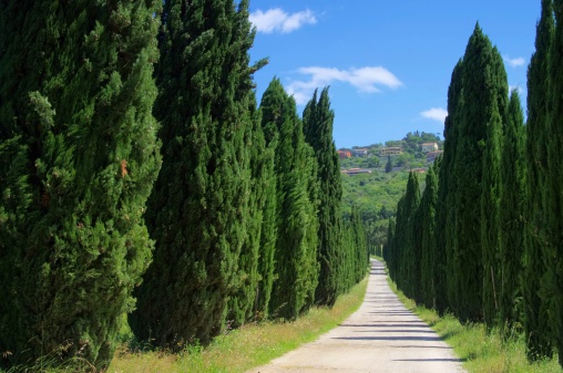 cypress avenue in Tuscany