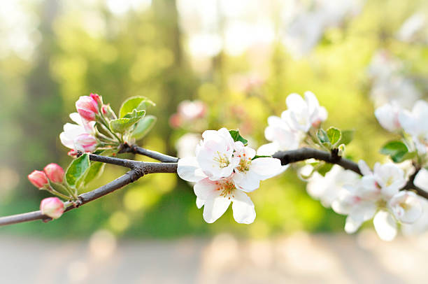 Rama de blossoming apple tree - foto de stock