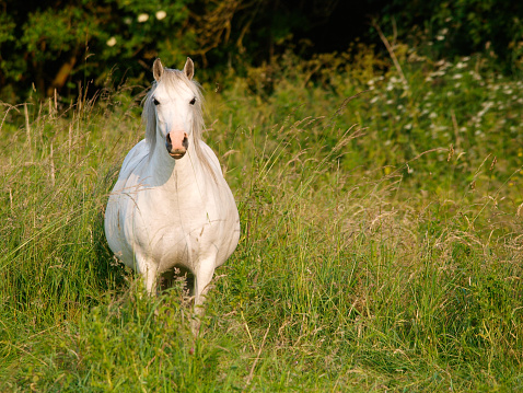 An in-foal grey mare stands in a summer paddock.