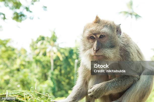 Monkeys In Ubud Bali Stock Photo - Download Image Now - 2015, Affectionate, Animal