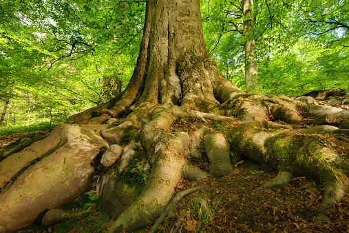Mighty roots of a majestic old beech tree in a deciduous forest with beautiful light