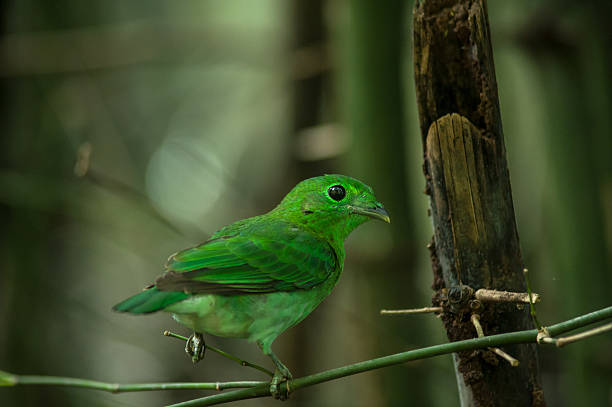 istock male Green Broadbill (Calyptomena viridis), standi 467081340