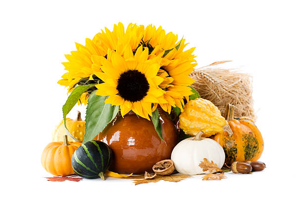 Pumpkins and sunflowers over white
