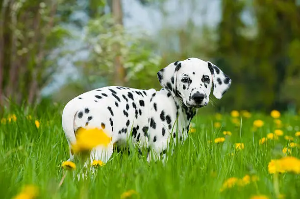 Dalmatian puppy in a spring meadow