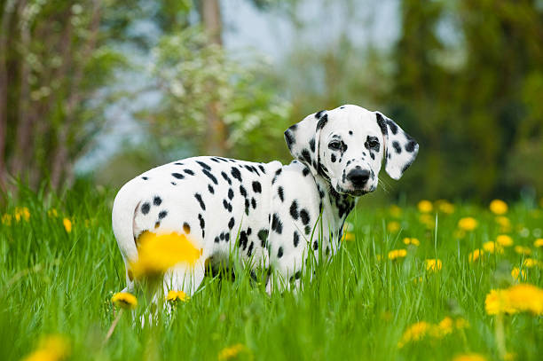 cachorrinho de dálmatas - dálmata - fotografias e filmes do acervo