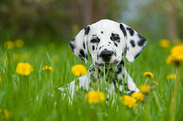 One Dalmatian puppy in a field with yellow flowers Dalmatian puppy in a spring meadow dalmatian dog photos stock pictures, royalty-free photos & images
