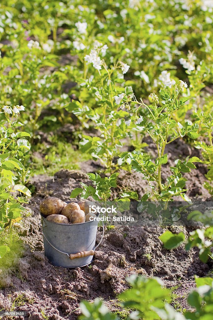 Première récolte de pommes de terre dans le jardin - Photo de Agriculture libre de droits