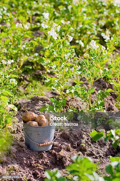 Photo libre de droit de Première Récolte De Pommes De Terre Dans Le Jardin banque d'images et plus d'images libres de droit de Agriculture - Agriculture, Aliment, Aliment cru