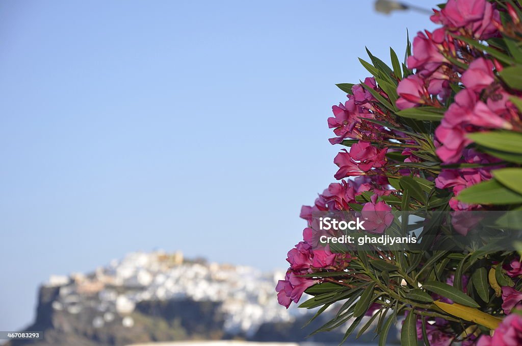 Fleurs avec vue - Photo de Archipel des Cyclades libre de droits