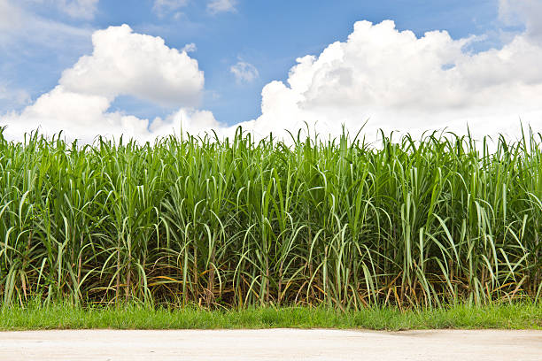 Sugarcane field and cloudy sky Sugarcane field in blue sky and white cloud in Thailand reed grass family photos stock pictures, royalty-free photos & images