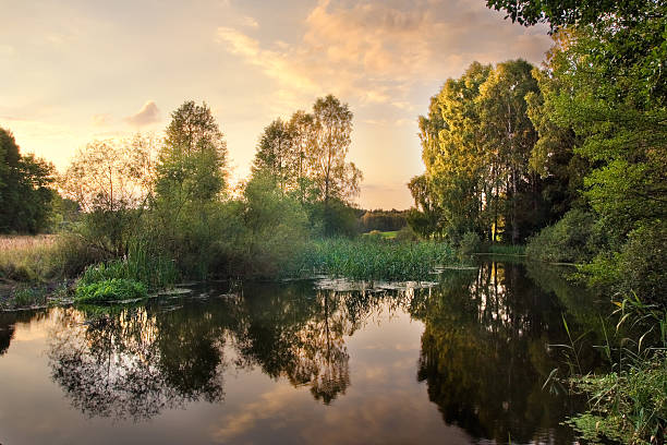 istock River in wood, sunset landscape. 467084124