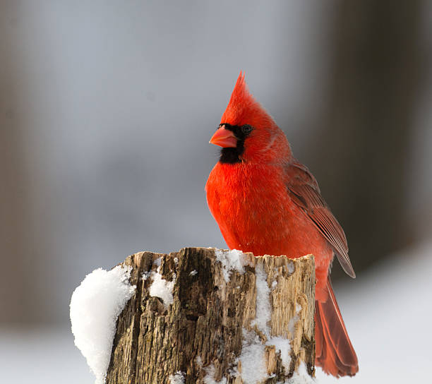 istock Northern cardinal in winter 467084218
