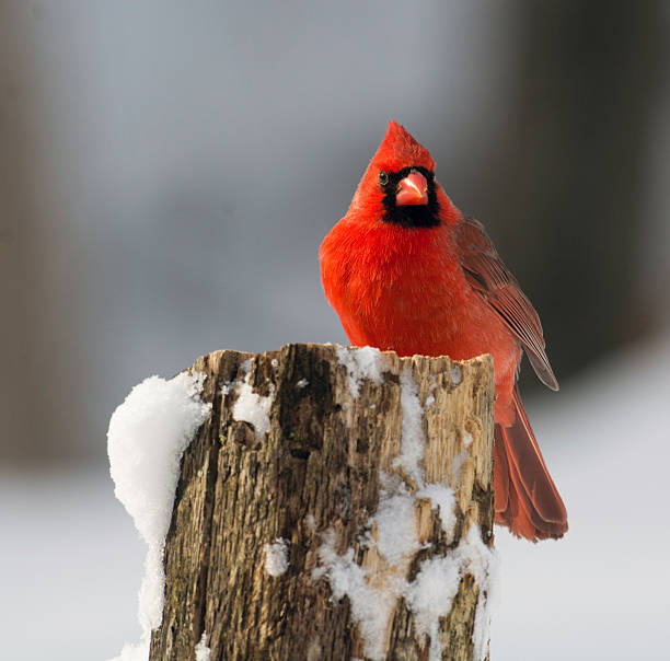 istock Northern cardinal in winter 467084694