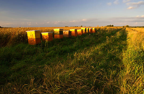 Beehives on field of buckwheat