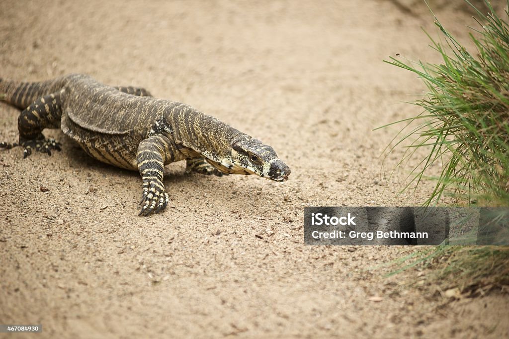 goanna Goanna in Sydney Australia 2015 Stock Photo