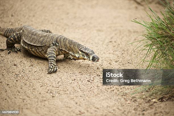 Goanna Stock Photo - Download Image Now - 2015, Activity, Animal