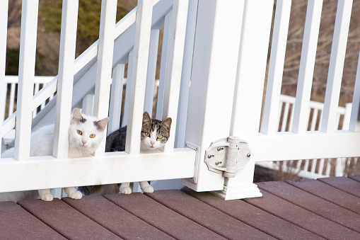 Two beautiful stray cats peeking though a gate looking for food.