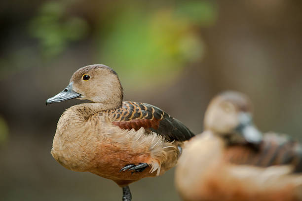 istock Closeup of Lesser Whistling Duck (Dendrocygna javanica) 467085356