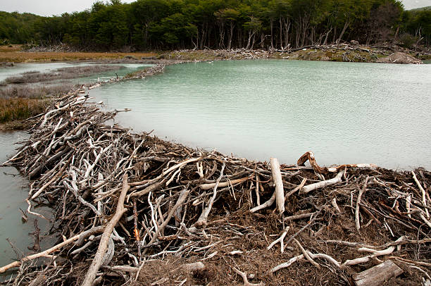 istock Tierra Del Fuego - Argentina 467085708