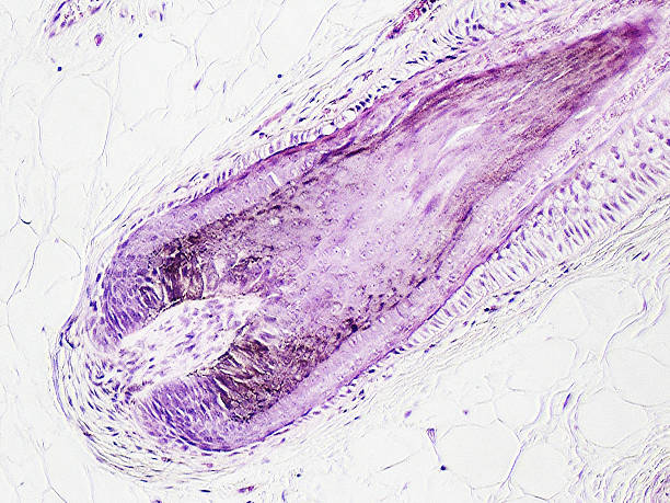 folicle de cabello - human tissue histology dermatology human skin fotografías e imágenes de stock