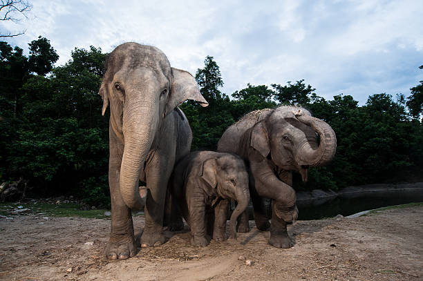 istock elephant family in Thailand 467086418