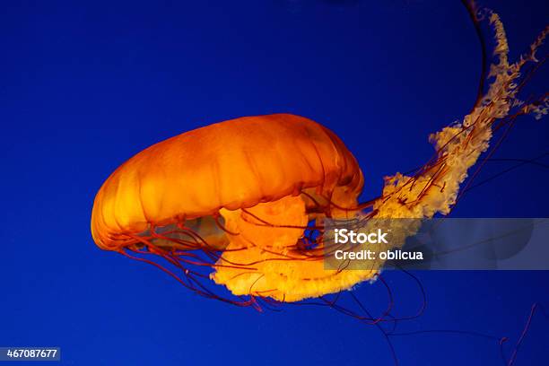 Jellies At Vancouver Aquarium Stock Photo - Download Image Now - Animal, Animal Wildlife, Blue