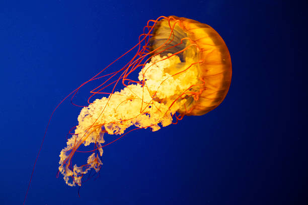istock Jellies at vancouver aquarium 467087685