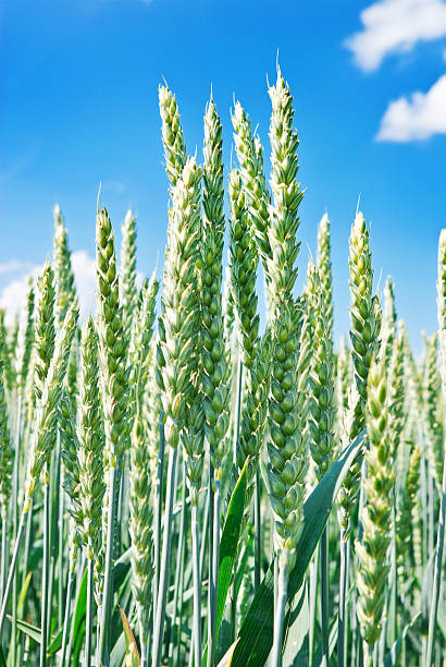 istock Green ears of wheat on the blue sky background. 467087905