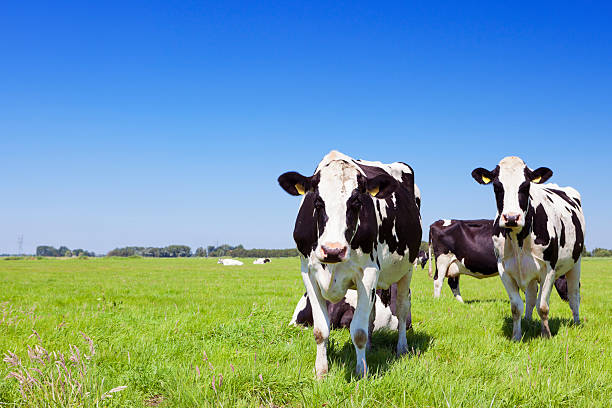 istock Cows in a fresh grassy field on a clear day 467088207
