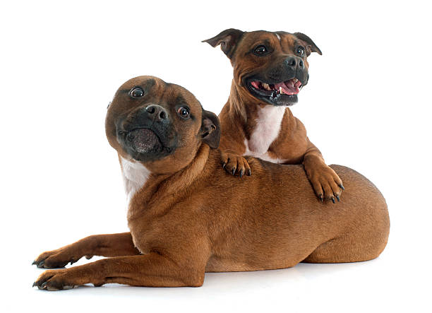 istock Staffordshire bull terriers 467088670