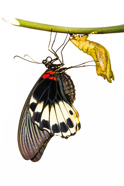 istock Female great mormon butterfly 467088753