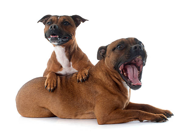 istock Staffordshire bull terriers 467088832