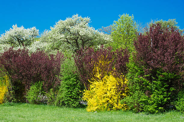 Hedge With Diverse Colored Shrubs stock photo