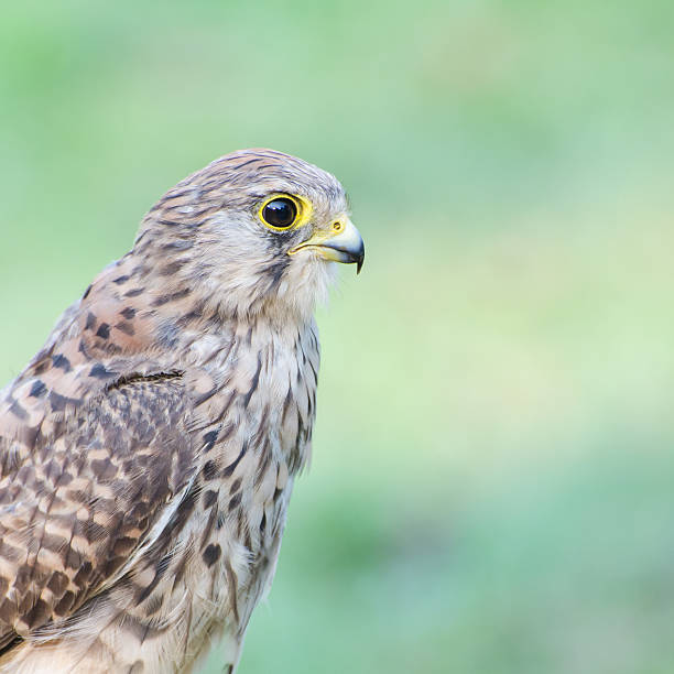 istock female Common Kestrel (Falco tinnunculus), standing on the rock. 467088890