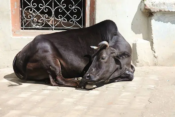 black cow,India