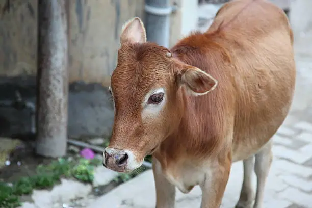 little cow,India