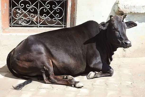 black cow,India