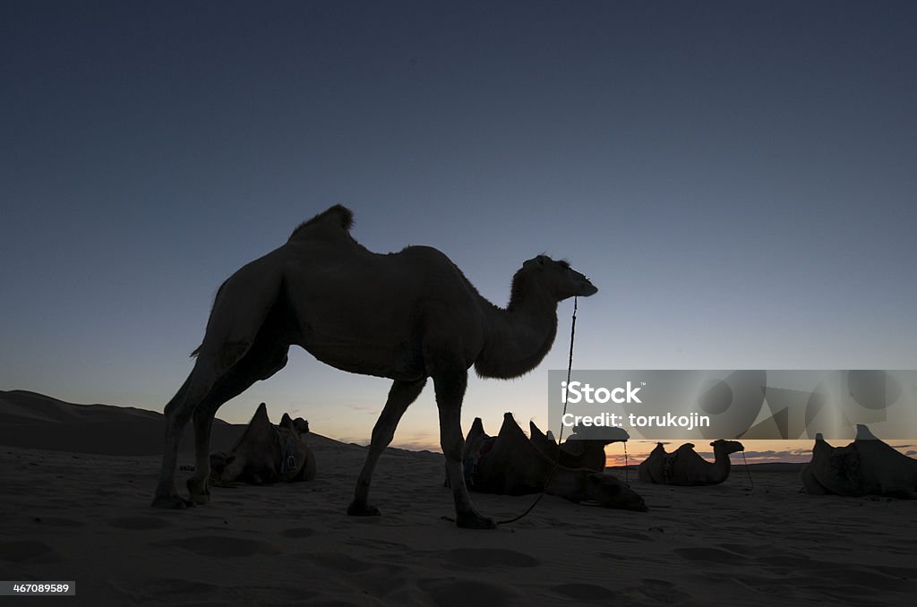 Wielbłądy w Gobi - Zbiór zdjęć royalty-free (Azja)