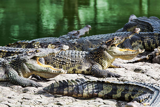 istock The crocodile open mouth in Sam Pran Fram, Thailand 467089608