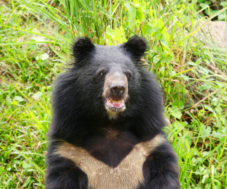 Close up of asian black bear, asiatic black bear, Tibetan black bear,Himalayan black bear or moon bear (Ursus thibetanus)