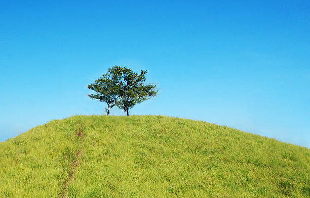 istock image of a tree on top of a hill 467090174
